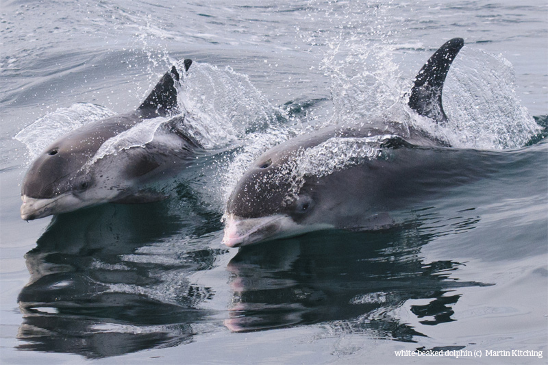 New report calls for four new protected areas at sea off Sussex